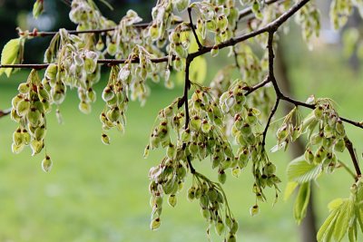 Ulmus laevis - jilm brvitý (vaz) - plody